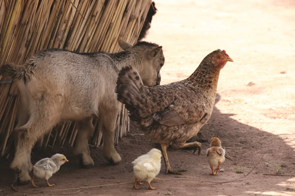 Chickens And Goat